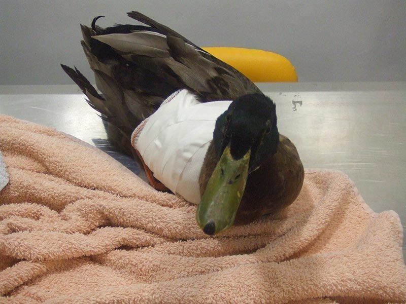 Centro veterinario Sabadell de EXIVET Centro veterinario Sabadell de EXIVET