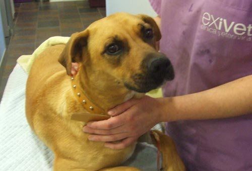 Dermatología veterinaria en Sabadell Dermatología veterinaria en Sabadell