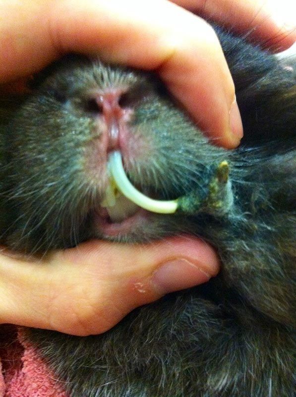 Centro veterinario Sabadell EXIVET Centro veterinario Sabadell EXIVET