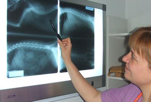 Traumatología veterinaria en Sabadell Traumatología veterinaria en Sabadell