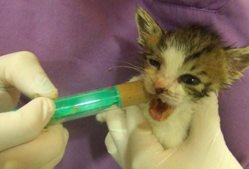 Pediatría veterinaria en Sabadell Pediatría veterinaria en Sabadell